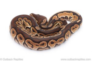 Africa Import Dinker Ball Python for sale