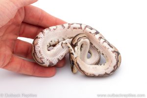 Africa Import Dinker Ball Python for sale