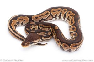 Africa Import Dinker Ball Python for sale