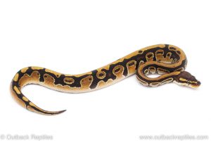 Africa Import Dinker Ball Python for sale