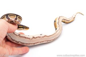 Africa Import Dinker Ball Python for sale