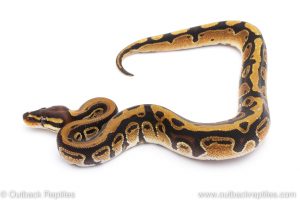 Africa Import Dinker Ball Python for sale