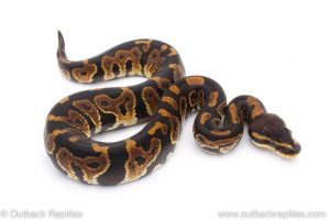 Africa Import Dinker Ball Python for sale