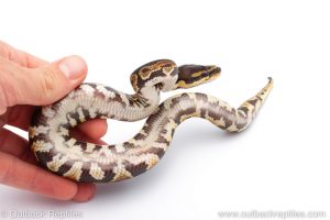 Africa Import Dinker Ball Python for sale