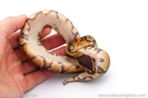 Africa Import Dinker Ball Python for sale