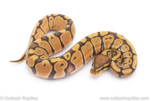 Africa Import Dinker Ball Python for sale