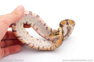 Africa Import Dinker Ball Python for sale