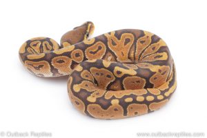 Africa Import Dinker Ball Python for sale