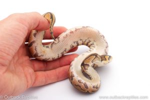 Africa Import Dinker Ball Python for sale