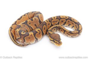 Africa Import Dinker Ball Python for sale