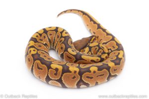 Africa Import Dinker Ball Python for sale