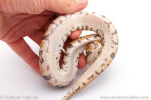 Africa Import Dinker Ball Python for sale