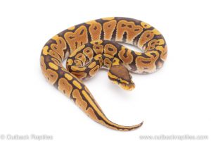 Africa Import Dinker Ball Python for sale