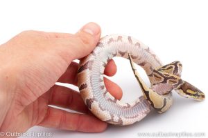 Africa Import Dinker Ball Python for sale