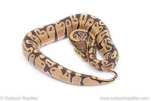 Africa Import Dinker Ball Python for sale