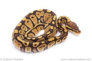 Africa Import Dinker Ball Python for sale