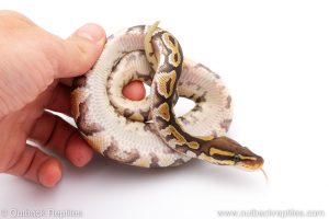 Africa Import Dinker Ball Python for sale