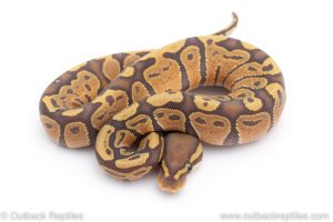 Africa Import Dinker Ball Python for sale