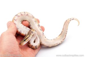 Africa Import Dinker Ball Python for sale