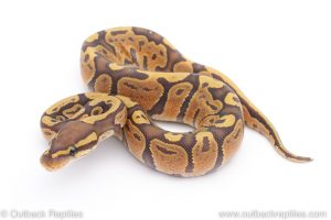 Africa Import Dinker Ball Python for sale