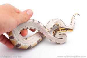 Africa Import Dinker Ball Python for sale