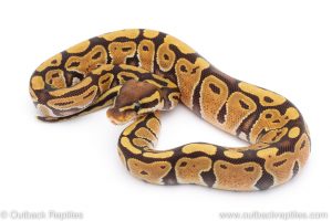 Africa Import Dinker Ball Python for sale