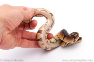 Africa Import Dinker Ball Python for sale