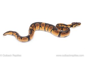 Africa Import Dinker Ball Python for sale