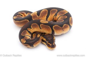 Africa Import Dinker Ball Python for sale