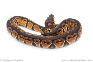 Africa Import Dinker Ball Python for sale