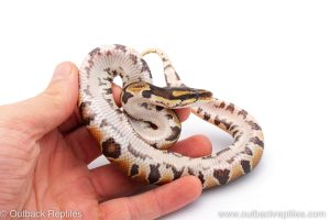 Africa Import Dinker Ball Python for sale