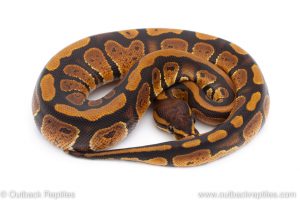 Africa Import Dinker Ball Python for sale