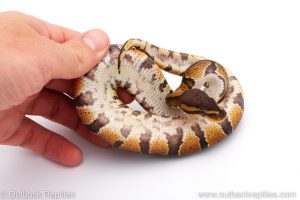 Africa Import Dinker Ball Python for sale