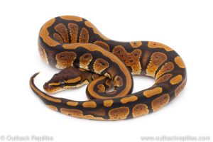 Africa Import Dinker Ball Python for sale