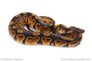 Africa Import Dinker Ball Python for sale