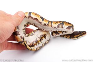 Africa Import Dinker Ball Python for sale