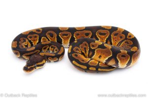 Africa Import Dinker Ball Python for sale