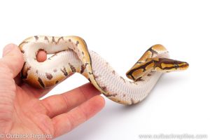 Africa Import Dinker Ball Python for sale