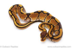 Africa Import Dinker Ball Python for sale