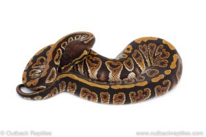 Africa Import Dinker Ball Python for sale