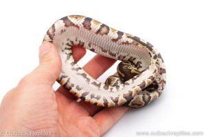 Africa Import Dinker Ball Python for sale