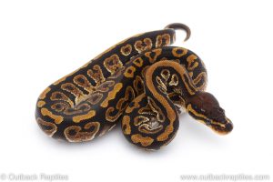 Africa Import Dinker Ball Python for sale