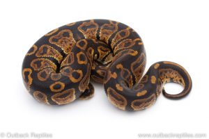 Africa Import Dinker Ball Python for sale