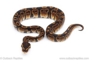 Africa Import Dinker Ball Python for sale