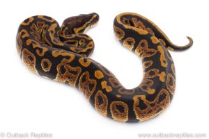 Africa Import Dinker Ball Python for sale