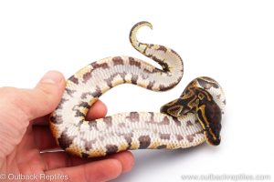 Africa Import Dinker Ball Python for sale