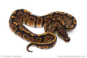 Africa Import Dinker Ball Python for sale