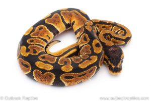 Africa Import Dinker Ball Python for sale