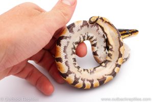 Africa Import Dinker Ball Python for sale