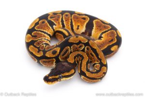 Africa Import Dinker Ball Python for sale